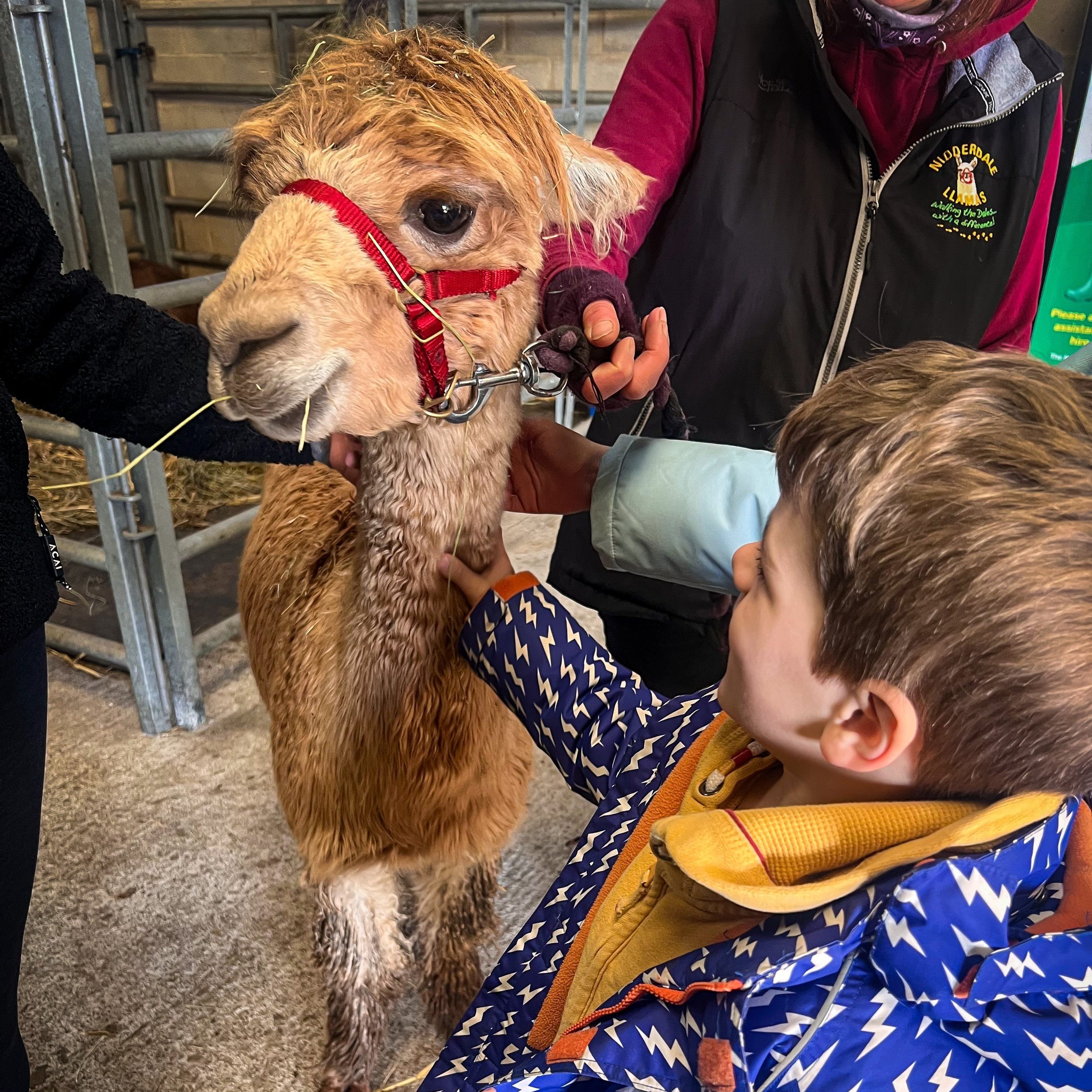 Llama babies shop boots